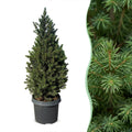 Picea glauca Conica - Dwarf Alberta Spruce - Green - Christmas tree - Ø23cm - ↕80cm
