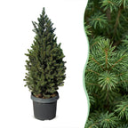 Picea glauca Conica - Dwarf Alberta Spruce - Green - Christmas tree - Ø23cm - ↕80cm