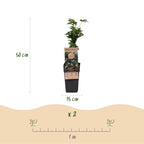 Green boutiQ - Plant fruitier - Rubus fruticosus Thornless Evergreen - Ronce - Sans épines - Mûre noire - 2 plantes - Pot 15cm - Hauteur 50cm