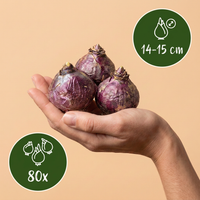 80x Hyacinthus mix - Hyacint mix - Diversen - Voorjaarsbloeier - Bolmaat 14/15