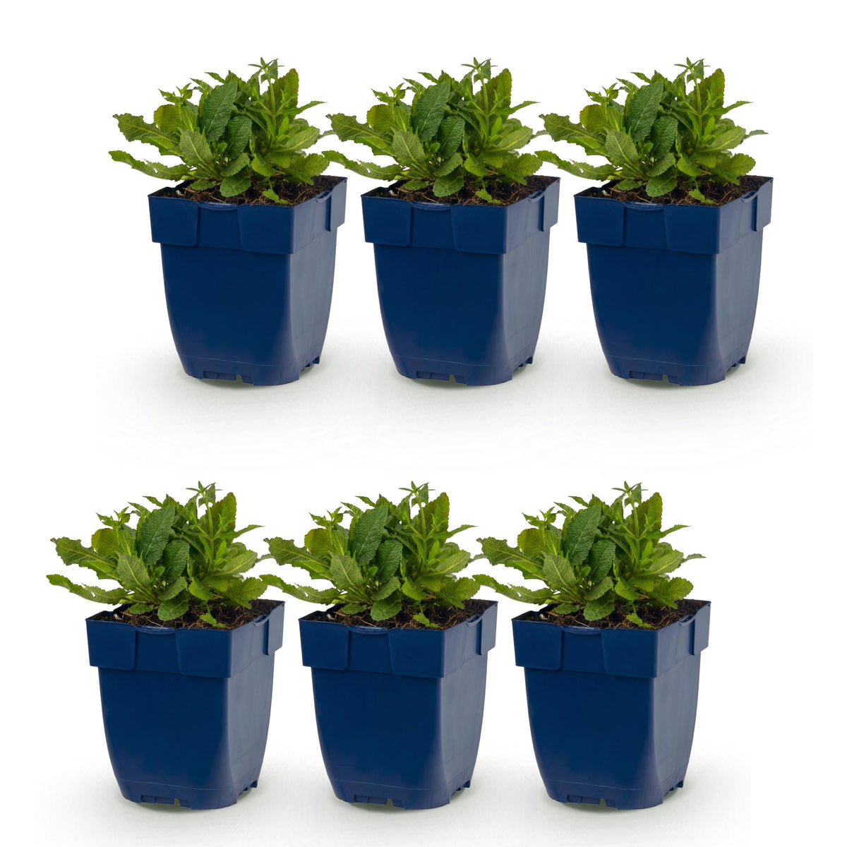 Green boutiQ - Plante vivace - Salvia nem. Schneehügel - Sauge - Attire les abeilles et les papillons - Blanc - 6 plantes - Pot 11cm - Hauteur 15-25cm