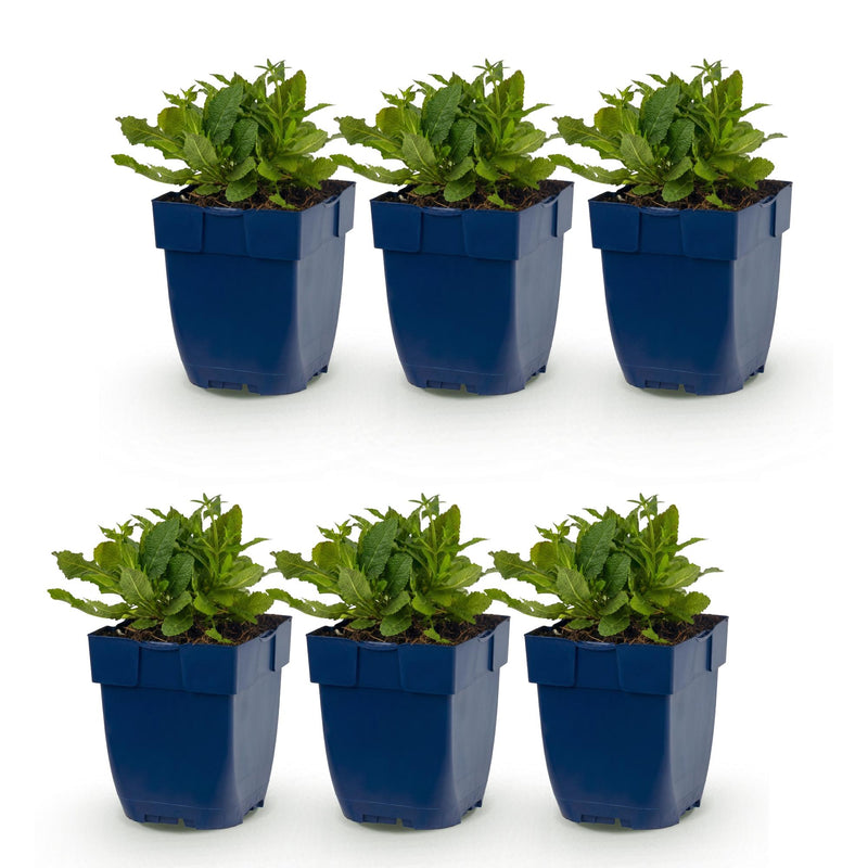 Green boutiQ - Vasteplant - Salvia nem. Schneehügel - Salie - Bijen en Vlinderlokkers - Wit - 6 Planten - Pot 11cm - Hoogte 15-25cm