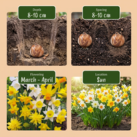 40x Narcissus Botanical Mix - Botanische narcissenmix - Geel en Wit - Verwilderingsbol - Bolmaat 10/12