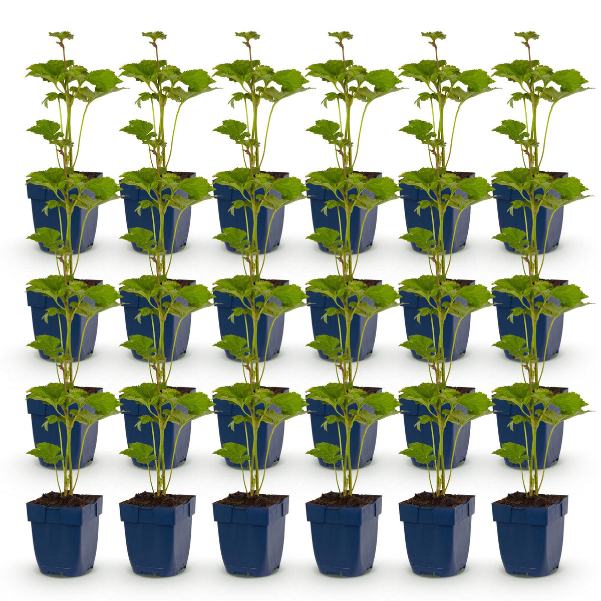 Green boutiQ - Vasteplant - Anemone hybr. Kön. Charlotte - Herfst Anemoon - Schaduw - Roze - 24 Planten - Pot 11cm - Hoogte 15-25cm