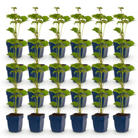 Green boutiQ - Vasteplant - Anemone hybr. Kön. Charlotte - Herfst Anemoon - Schaduw - Roze - 24 Planten - Pot 11cm - Hoogte 15-25cm