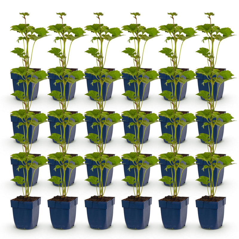 Green boutiQ - Vasteplant - Anemone hybr. Kön. Charlotte - Herfst Anemoon - Schaduw - Roze - 24 Planten - Pot 11cm - Hoogte 15-25cm