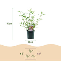 Green boutiQ - Tuinplant - Buddleja davidii Pink Delight - Vlinderstruik - Winterhard - Roze - 3 Planten - Pot 17cm - Hoogte 45cm