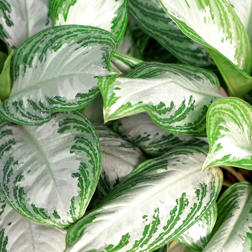 Green BoutiQ - Le vert, c'est... Plantes d'intérieur - Aglaonema Silver Bay - Feuillage argenté - Peu d'entretien - avec panier - Vert - 1 plante - Pot 17cm - Hauteur 70-75cm