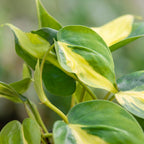 Philodendron Scandens Brazil - Brazil Philodendron - Green - Yellow - Tropical - Ø6cm - ↕12cm
