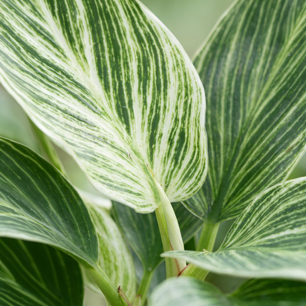 Philodendron White Measure - Philodendron White Measure - Green - White - Tropical - Ø6cm - ↕10cm