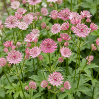Green boutiQ - Vasteplant - Astrantia major - Sterrenkruid - Schaduw - Wit-Roze - 1 Plant - Pot 11cm - Hoogte 15-25cm