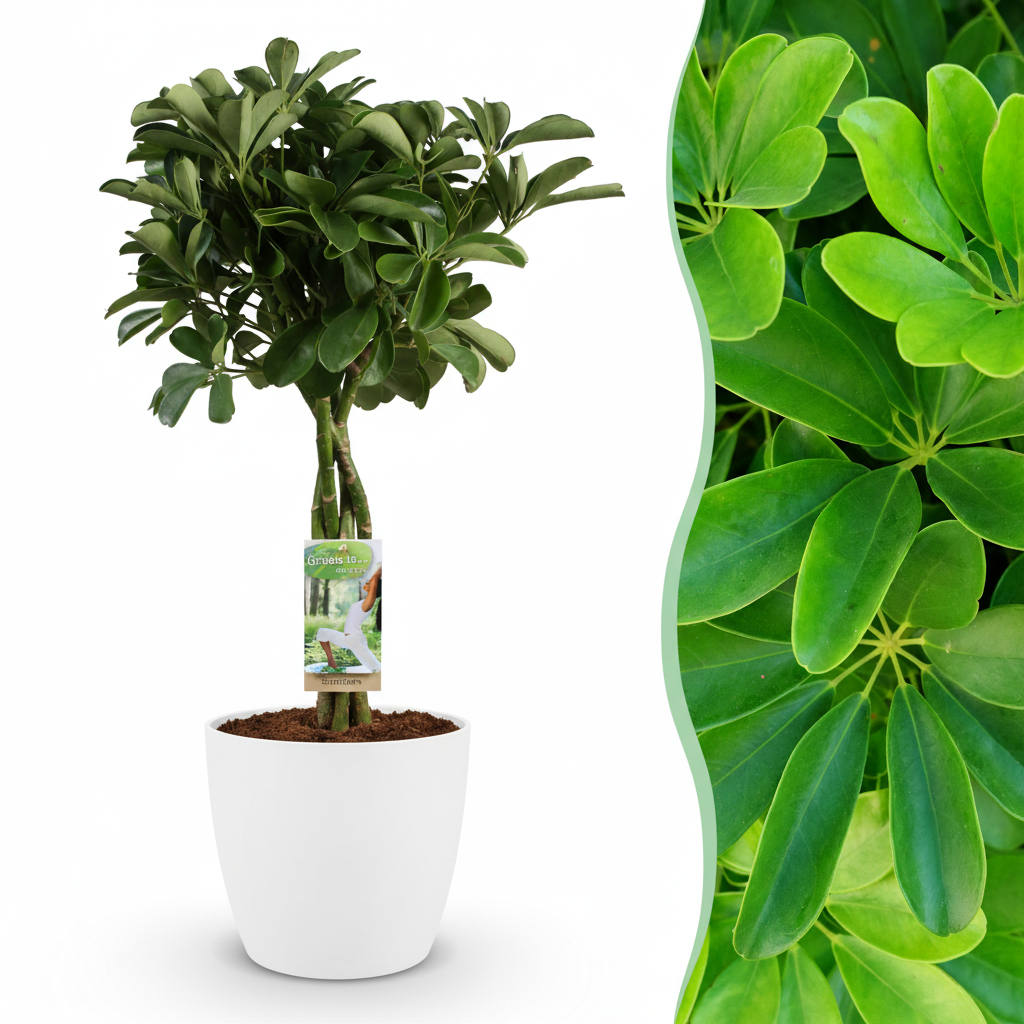 Green boutiQ - Plante d'intérieur - Schefflera Nora - Vert - Entretien facile - 1 plante - avec pot blanc - Pot 21cm - Hauteur 70 - 80cm