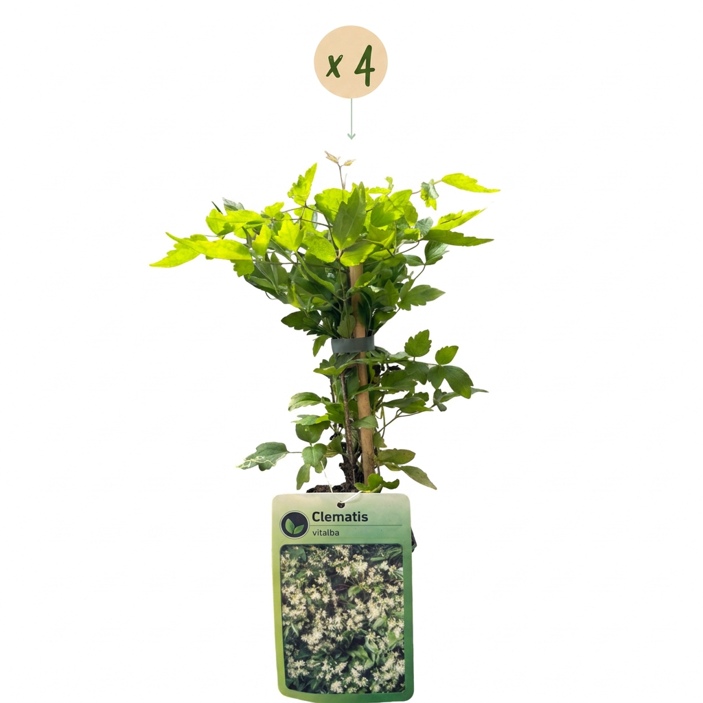 4x Clematis vitalba - Clématite vigne-blanche - Blanc - Grimpante - Ø9cm - ↕35cm