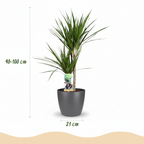 Green boutiQ - Plante d'intérieur - Dragonnier - Dracaena Marginata - Vert - Entretien facile - 1 plante - avec pot gris - Pot 21 cm - Hauteur 90 - 100 cm