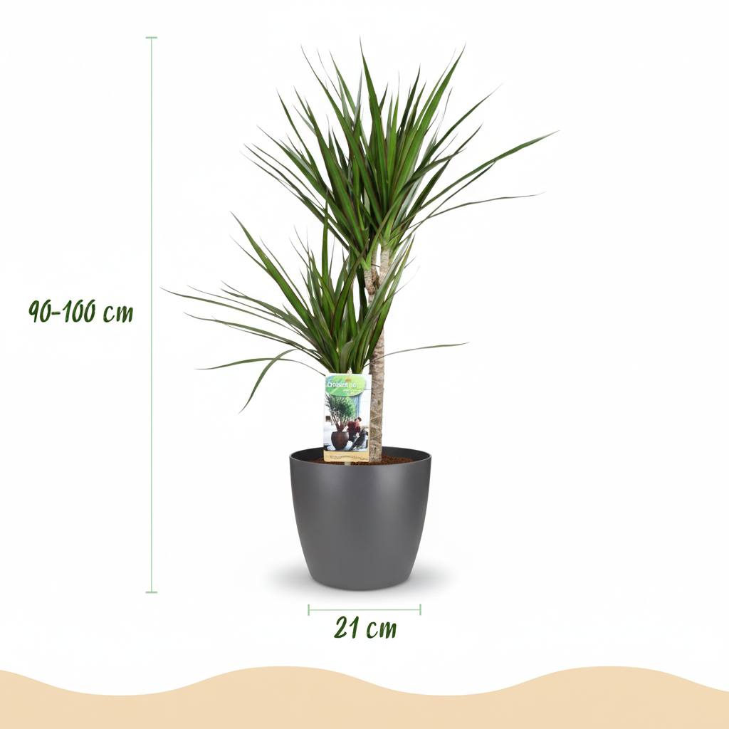 Green boutiQ - Plante d'intérieur - Dragonnier - Dracaena Marginata - Vert - Entretien facile - 1 plante - avec pot gris - Pot 21 cm - Hauteur 90 - 100 cm