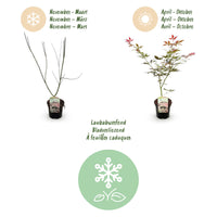 Green boutiQ - Terrasplant - Japanse Esdoorn - Acer palmatum Sumi-nagashi - Rood - 2 Planten - Bladverliezend - Pot 19cm Hoogte 70cm