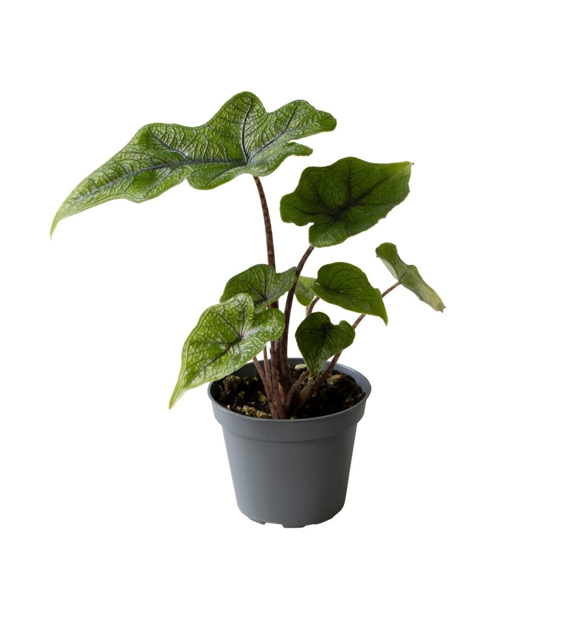 Alocasia Jacklyn - Jacklyn Elephant Ear - Green - Tropical - Ø6cm - ↕10cm