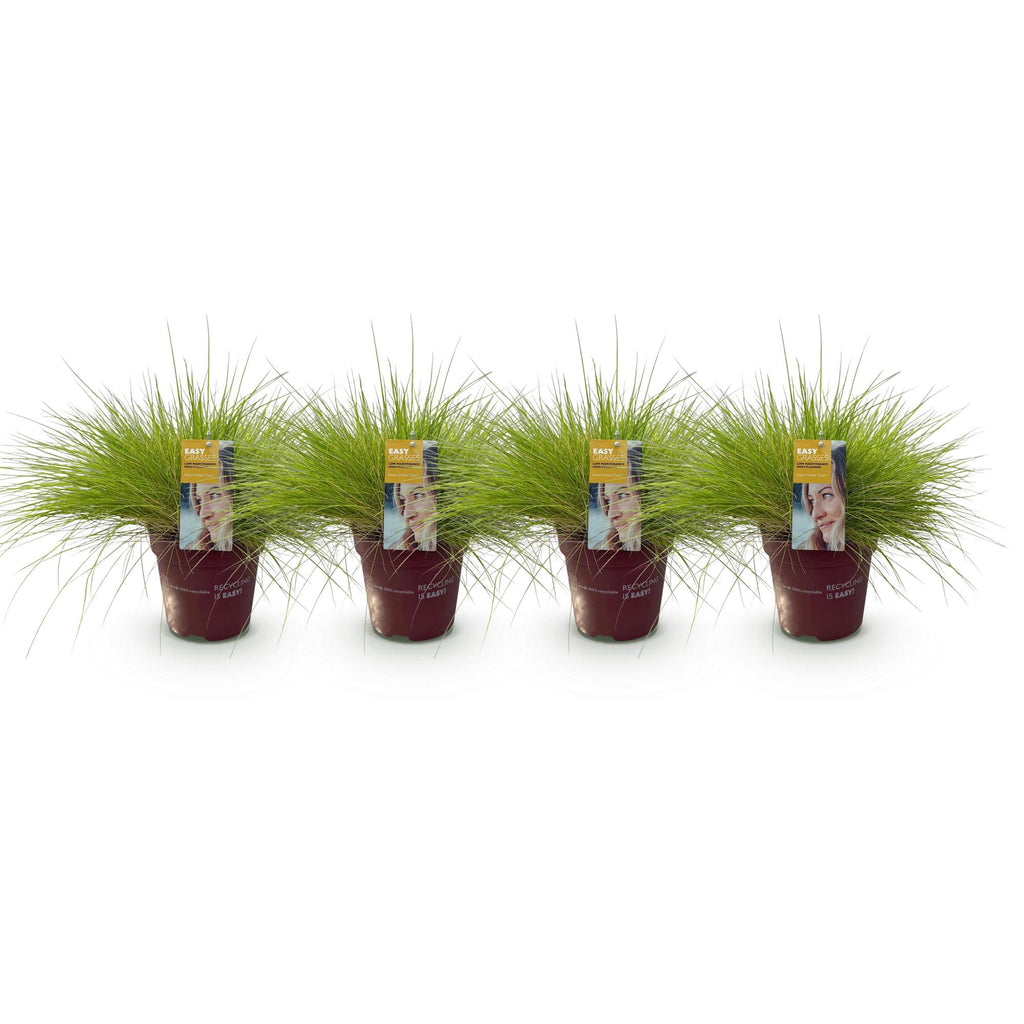Green boutiQ - Graminées Ornementales - Festuca glauca Golden Toupee - Jaune - 4 Plantes - Persistant - Peu d'Entretien - Pot 17cm Hauteur 50cm