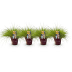 Green boutiQ - Graminées Ornementales - Festuca glauca Golden Toupee - Jaune - 4 Plantes - Persistant - Peu d'Entretien - Pot 17cm Hauteur 50cm