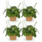 Green boutiQ - Zimmerpflanze - Maranta Fascinator Lemon Lime - Gebetspflanze - Haustierfreundliche Pflanze - Grün - 4 Pflanzen - mit Korb - Topf 12 cm - Höhe 25 cm