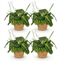 Green boutiQ - Kamerplant - Maranta Fascinator Lemon Lime - Gebedsplant - Huisdiervriendelijke Plant - Groen - 4 Planten - met Mand - Pot 12cm - Hoogte 25cm