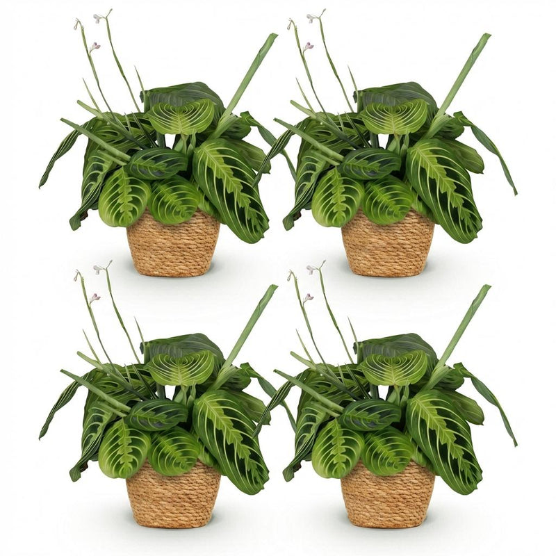 Green boutiQ - Kamerplant - Maranta Fascinator Lemon Lime - Gebedsplant - Huisdiervriendelijke Plant - Groen - 4 Planten - met Mand - Pot 12cm - Hoogte 25cm