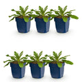 Green boutiQ - Stauden - Scabiosa col. Pink Mist - Tauben-Skabiose - Bienen- und Schmetterlingsmagnet - Rosa - 6 Pflanzen - Topf 11cm - Höhe 15-25cm