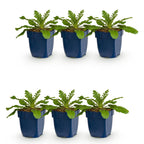 Green boutiQ - Stauden - Scabiosa col. Pink Mist - Tauben-Skabiose - Bienen- und Schmetterlingsmagnet - Rosa - 6 Pflanzen - Topf 11cm - Höhe 15-25cm