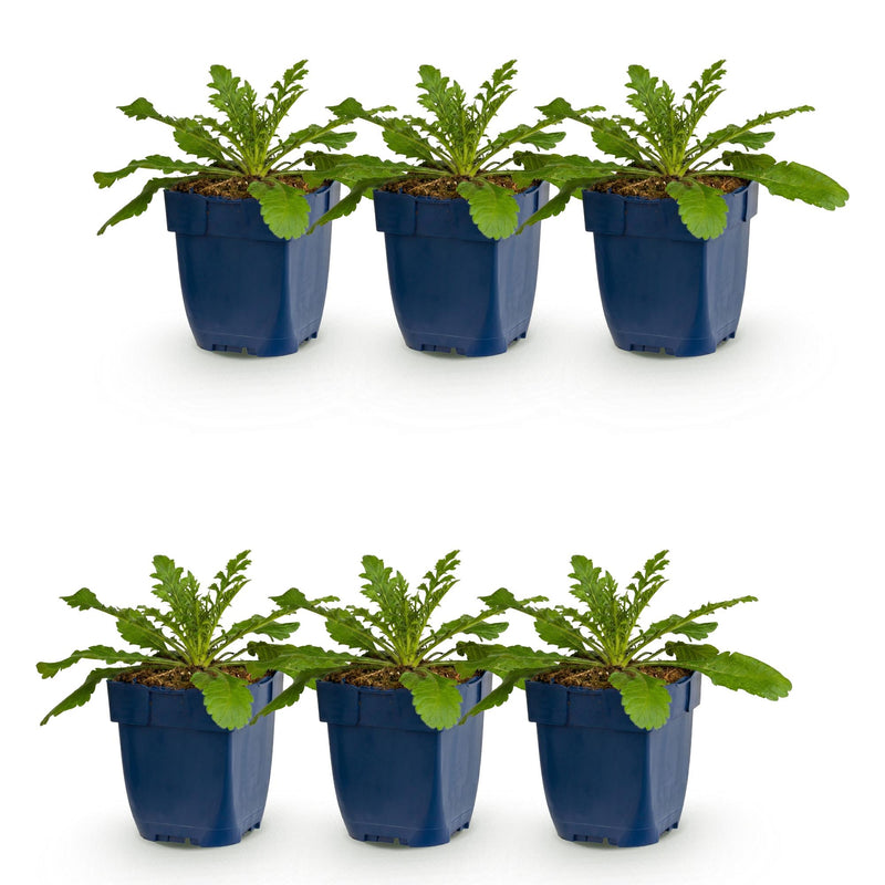 Green boutiQ - Vasteplant - Scabiosa col. Pink Mist - Duifkruid - Bijen en Vlinderlokkers - Roze - 6 Planten - Pot 11cm - Hoogte 15-25cm