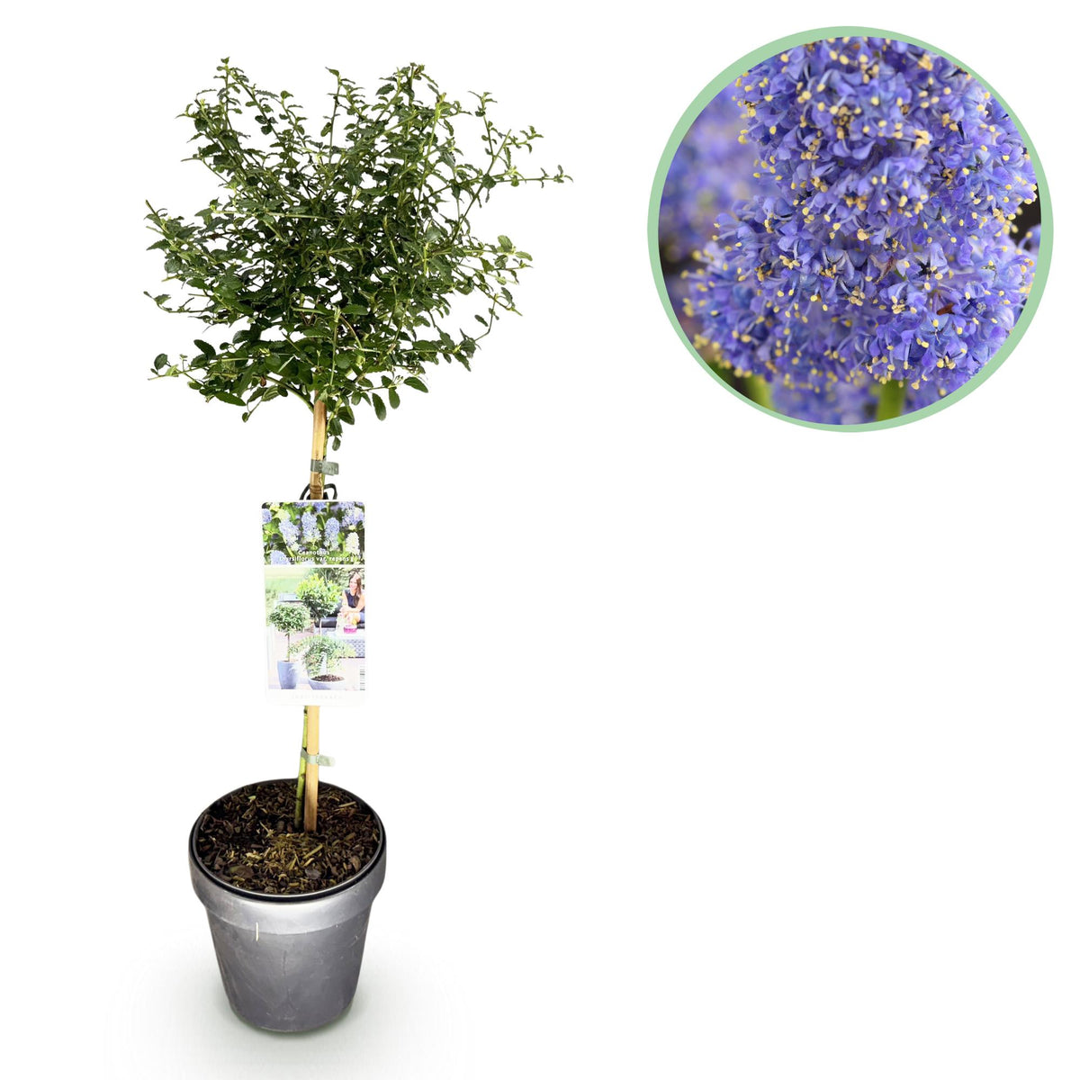Green boutiQ - Hochstamm-Pflanze - Ceanothus thyrsiflorus Repens - Terrassenpflanze - Immergrün - Winterhart - Lila Blüte - Topf 19 cm, Höhe 90 cm