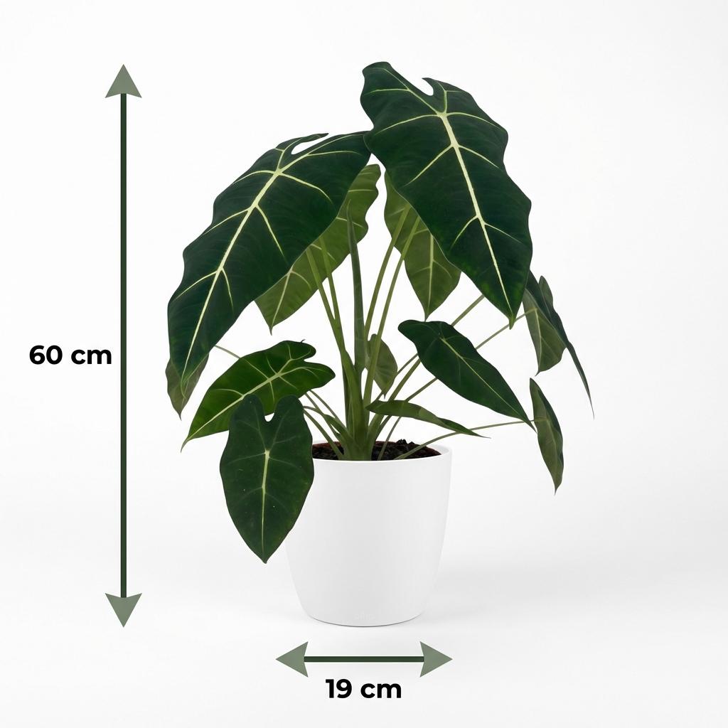 Green boutiQ - Plante d'intérieur - Oreille d'éléphant - Alocasia Frydek - Vert - Peu d'entretien - 1 Plante - avec Pot Blanc - Pot 19cm - Hauteur 60cm