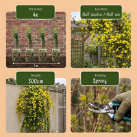 6x Jasminum nudiflorum - Winter jasmine - Yellow - Climber - Ø9cm - ↕35cm