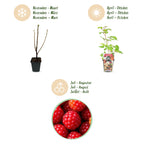 Green boutiQ - Plants fruitiers - Framboisier japonais - Rubus phoenicolasius - Rustique - 3 plantes - Pot 9 cm - Baie rouge