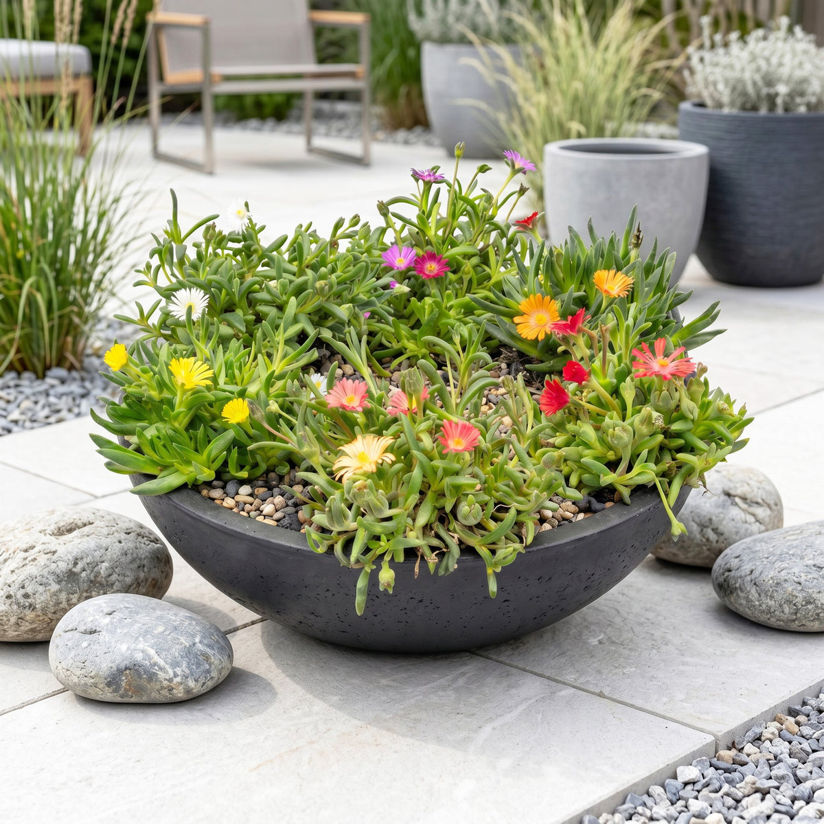 6x - Delosperma mix - Ø7cm - ↕10-12cm