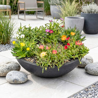 6x - Delosperma mix - Ø7cm - ↕10-12cm