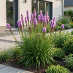 Green boutiQ - Stauden - Liatris spicata - Prachtscharte - Bienen- und Schmetterlingsmagnet - Lila - 24 Pflanzen - Topf 11cm - Höhe 15-25cm