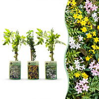 3x Jasminum Tricolour - Tricolour jasmine - Yellow - White - Pink - Climber - Ø9cm - ↕35cm
