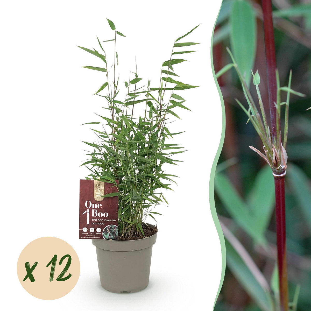 Green boutiQ - Bambou - Fargesia Red Dragon - Persistant - Non traçant - Vert - 12 Plantes - Pot 14cm - Hauteur 35cm