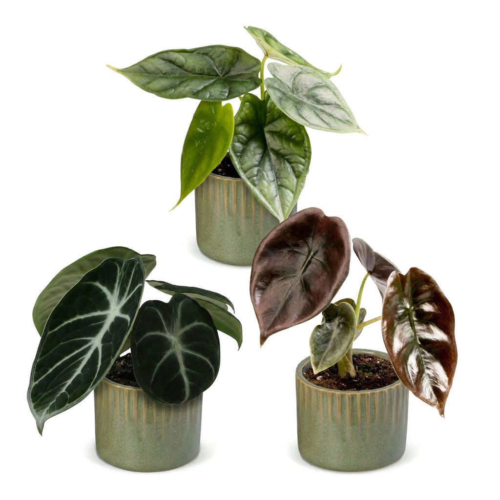 3x Baby Alocasia Tricolour - Red - Green - Black - Tropical - incl. Linnea Olive - Ø6cm - ↕12cm