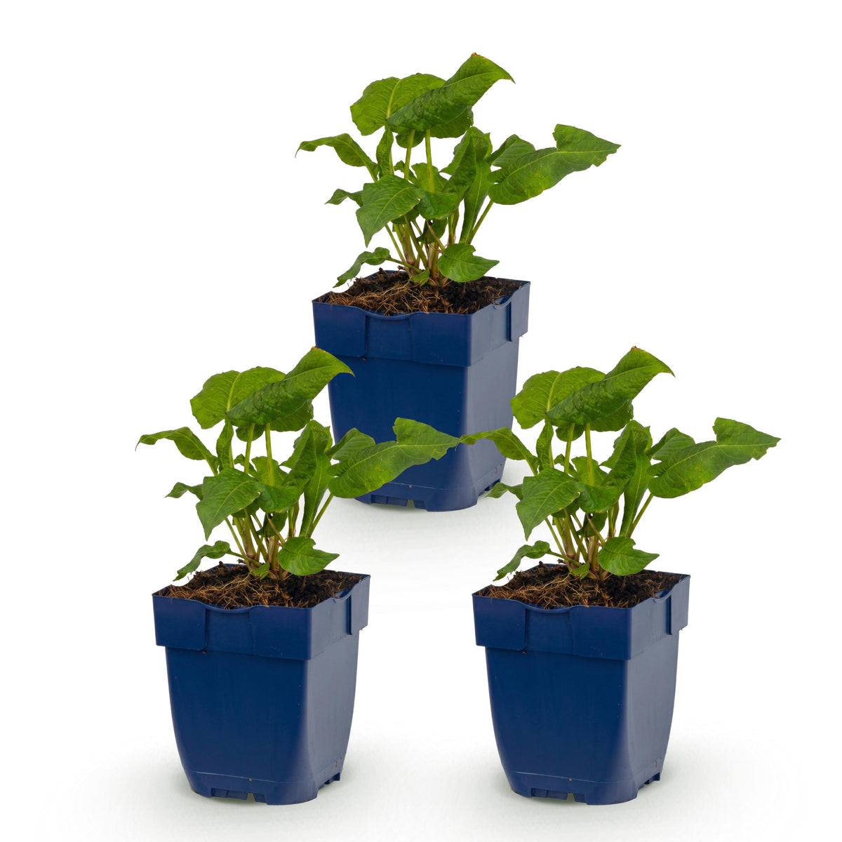 Green boutiQ - Plante vivace - Persicaria ampl. Alba - Renouée - Ombre - Blanc - 3 plantes - Pot 11cm - Hauteur 15-25cm