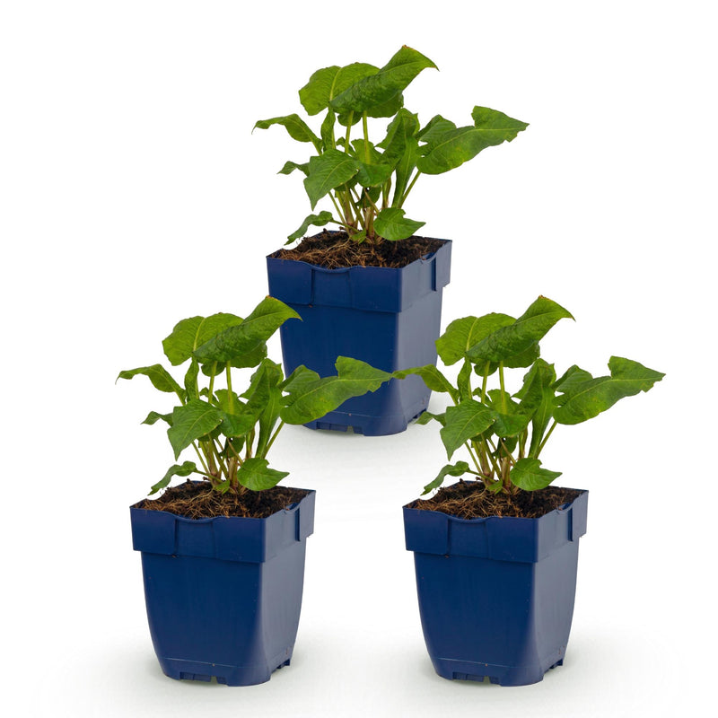 Green boutiQ - Vasteplant - Persicaria ampl. Alba - Duizendknoop - Schaduw - Wit - 3 Planten - Pot 11cm - Hoogte 15-25cm