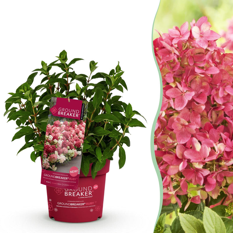 Green boutiQ - Tuinplant - Hydrangea panniculata Groundbreaker Ruby - Pluimhortensia - Winterhard - Rood - 1 Plant - Pot 14cm - Hoogte 20-25cm