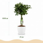 Green boutiQ - Plante d'intérieur - Schefflera Nora - Vert - Entretien facile - 1 plante - avec pot blanc - Pot 21cm - Hauteur 70 - 80cm