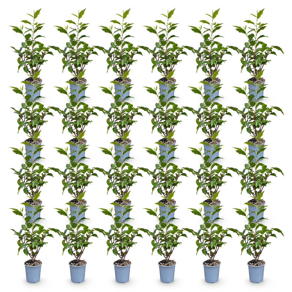 Green boutiQ - 24x Prunus lusitanica Angustifolia - Portugiesischer Kirschlorbeer - Heckenpflanzen - Immergrün - Grün - Topf 9cm - Höhe 25-35cm