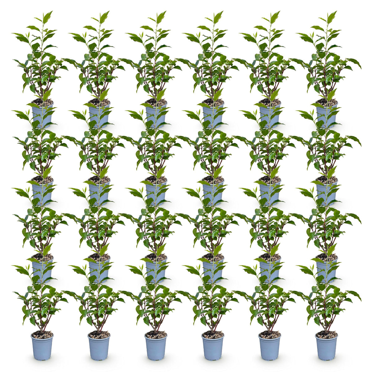 Green boutiQ - 24x Prunus lusitanica Angustifolia - Portugese Laurier - Haagplanten - Groenblijvend - Groen - Pot 9cm - Hoogte 25-35cm