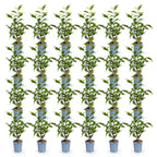 Green boutiQ - 24x Prunus lusitanica Angustifolia - Portugiesischer Kirschlorbeer - Heckenpflanzen - Immergrün - Grün - Topf 9cm - Höhe 25-35cm