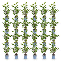 Green boutiQ - 24x Prunus lusitanica Angustifolia - Portugese Laurier - Haagplanten - Groenblijvend - Groen - Pot 9cm - Hoogte 25-35cm