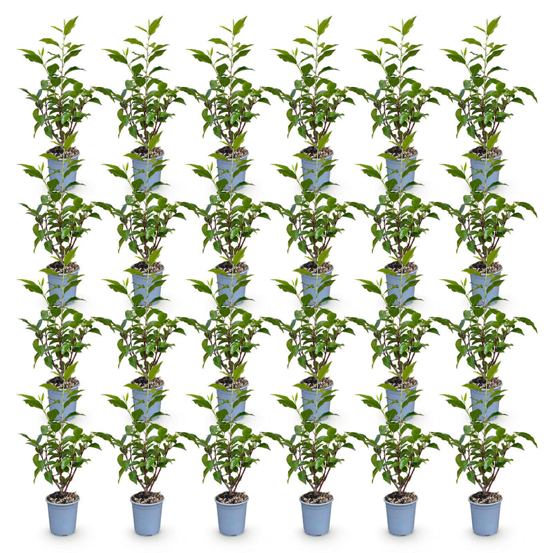 Green boutiQ - 24x Prunus lusitanica Angustifolia - Portugese Laurier - Haagplanten - Groenblijvend - Groen - Pot 9cm - Hoogte 25-35cm