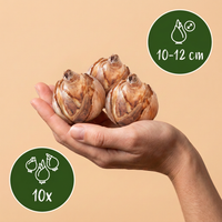 Green boutiQ - Bloembollen - Narcis Replete - Kleur Wit en Oranje - 10 stuks - Bolmaat 10/12 - XXL Pack - foto 3