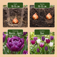 96x Tulipa Blueberry mix - Bosbessenmix tulp - Diversen - Voorjaarsbloeier - Bolmaat 11/12